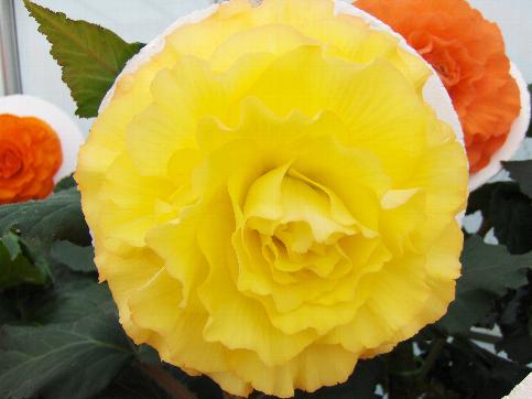B. ‘Daisy Trinder’